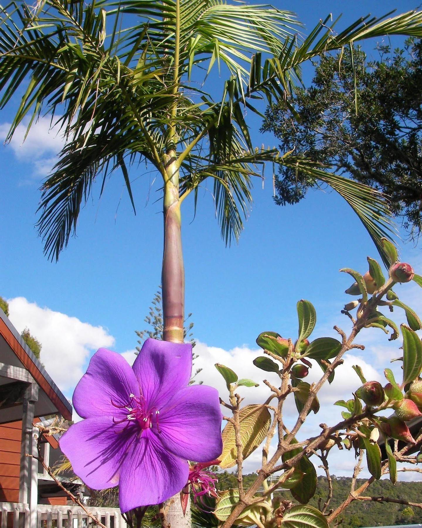 Bay Cabinz Motel Paihia Exterior foto